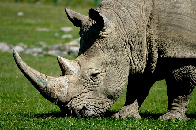hlava nosorožce