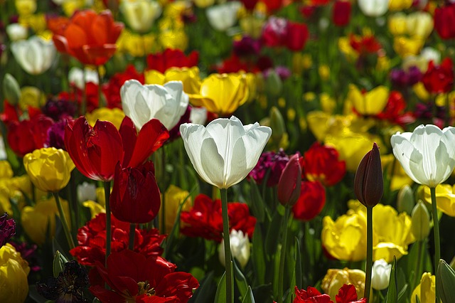 kvetoucí tulipány