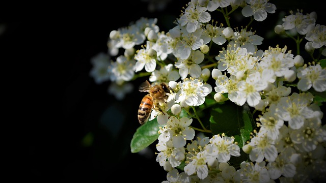 včela na květech.jpg