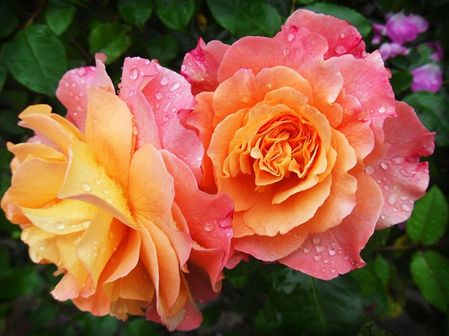 Vícebarevná růže